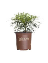 Southern Living Plant Collection0282Q