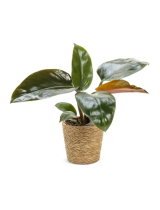 Proven WinnersPrismacolor™ Rojo Congo Hybrid (Philodendron)