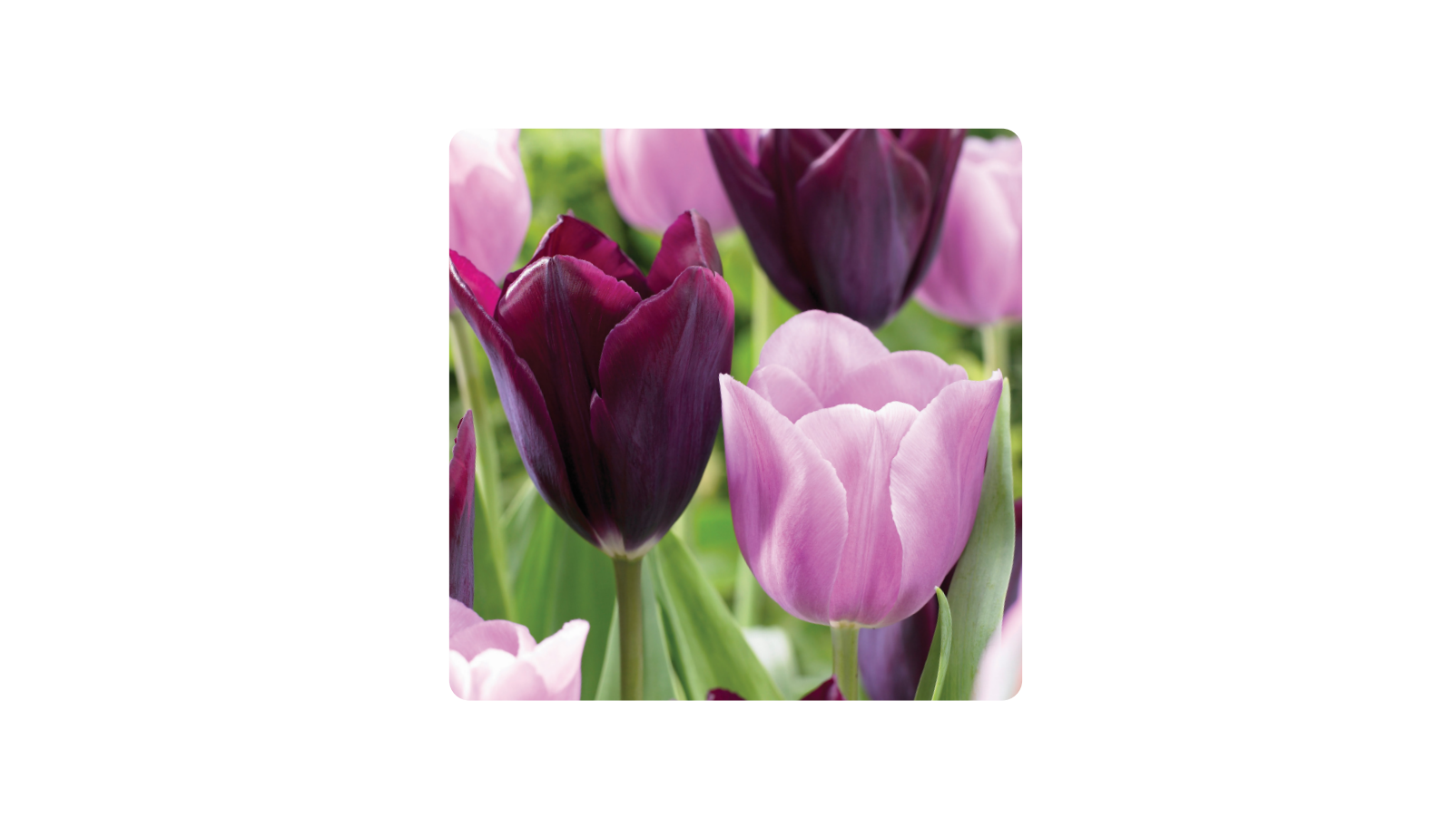 Miracle-Gro ECF-18-250 Purple and Pink Mixed Tulip Bulbs