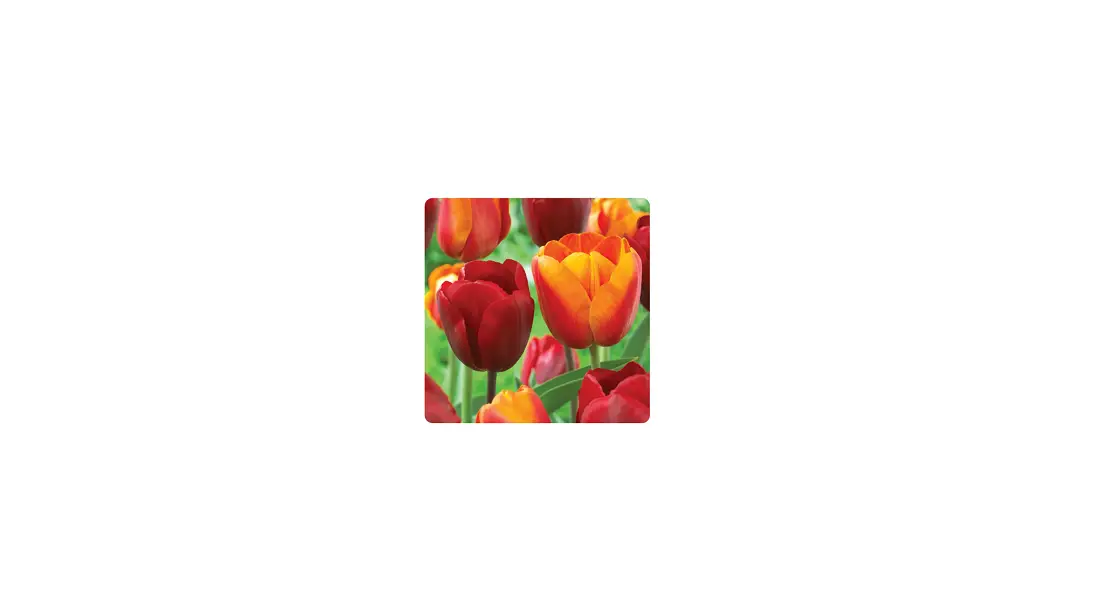 ECF-20-100 Tulip Red and Orange Collection Bulbs