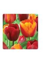 Miracle-GroMiracle-Gro ECF-20-100 Tulip Red and Orange Collection Bulbs