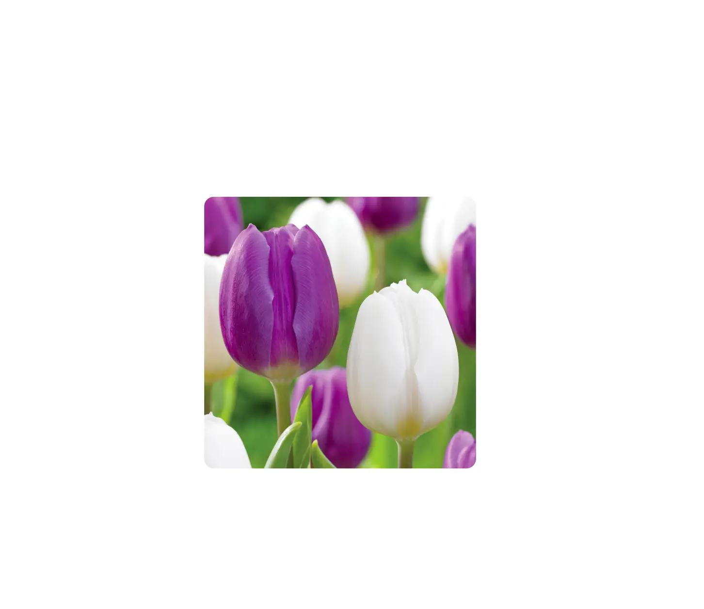 ECF-19-25 Tulip Purple and White Collection Bulbs