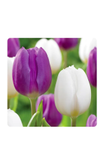 Miracle-GroECF-19-25 Tulip Purple and White Collection Bulbs