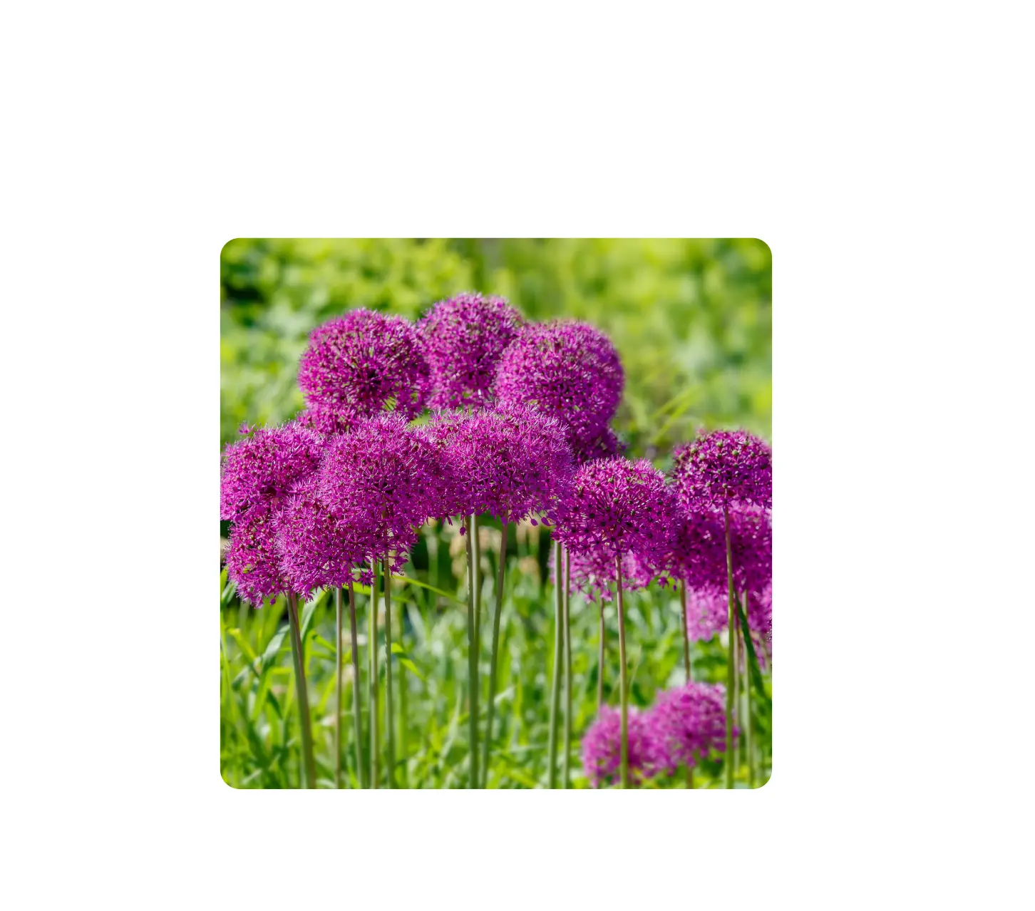 ECF Series Allium Purple Sensation