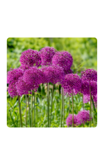 GSBECF Series Allium Purple Sensation