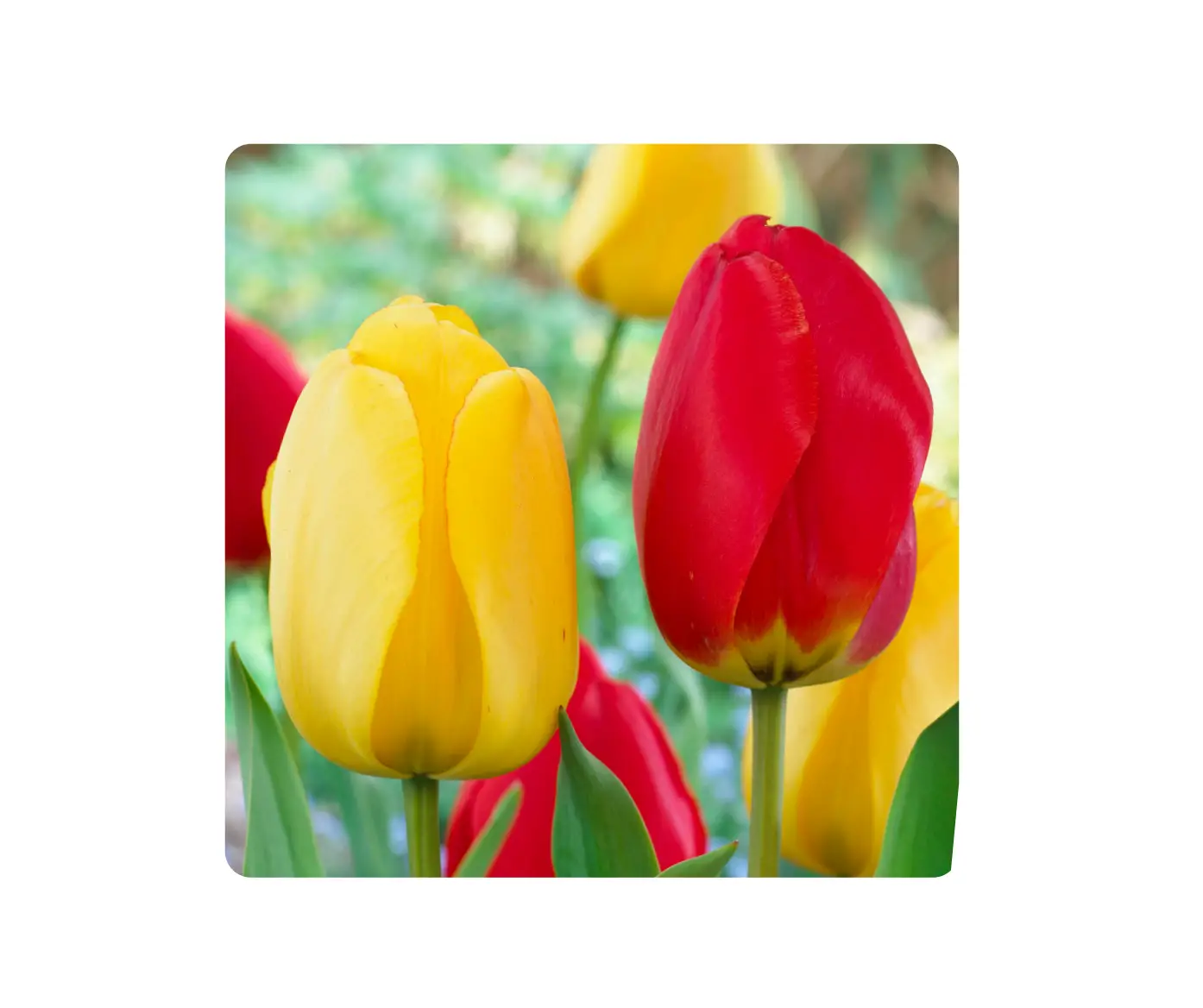ECF-21-25 Tulip Yellow And Red Collection
