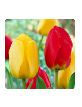 Miracle-GroECF-21-25 Tulip Yellow And Red Collection