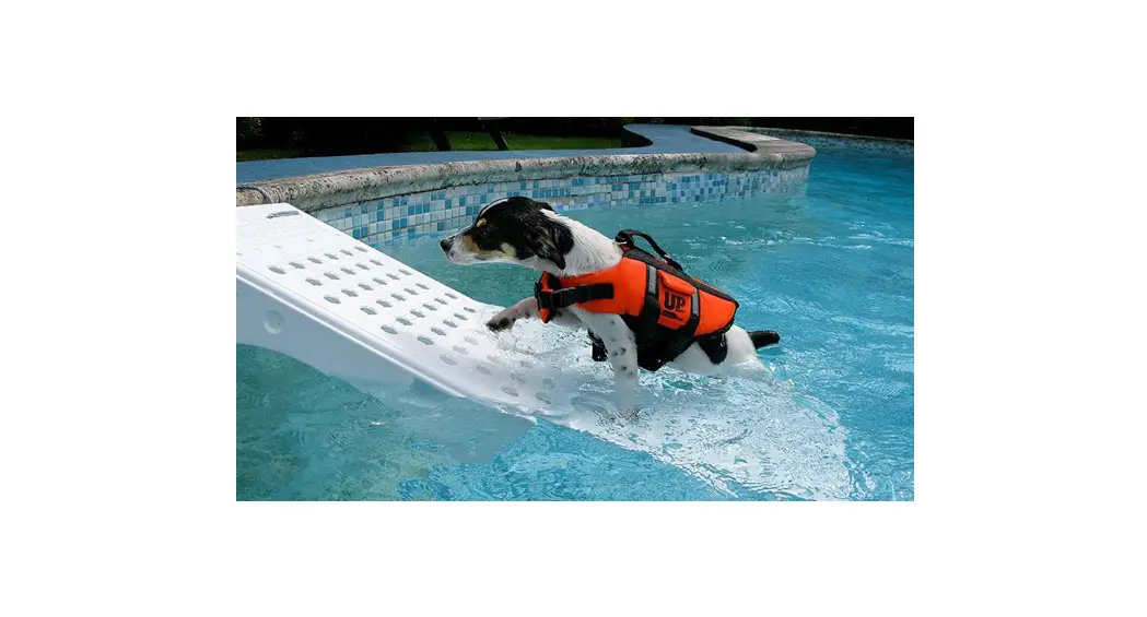 Dog on Water