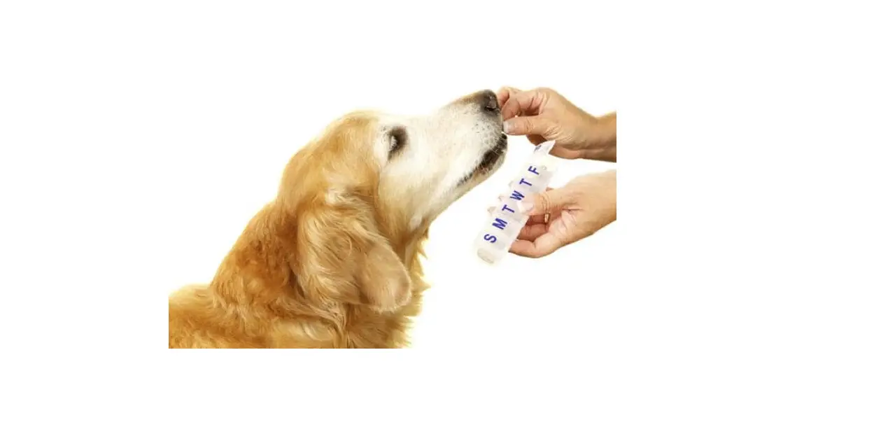 Bita-International How to Give Your Pet Liquid Medication