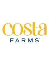 Costa Farms1QTPINKCATHA8PK